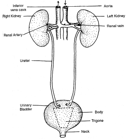 1915_excretory system.png